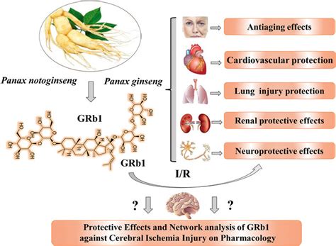 ginsenoside rb1|ginsenoside rb1 side effects.